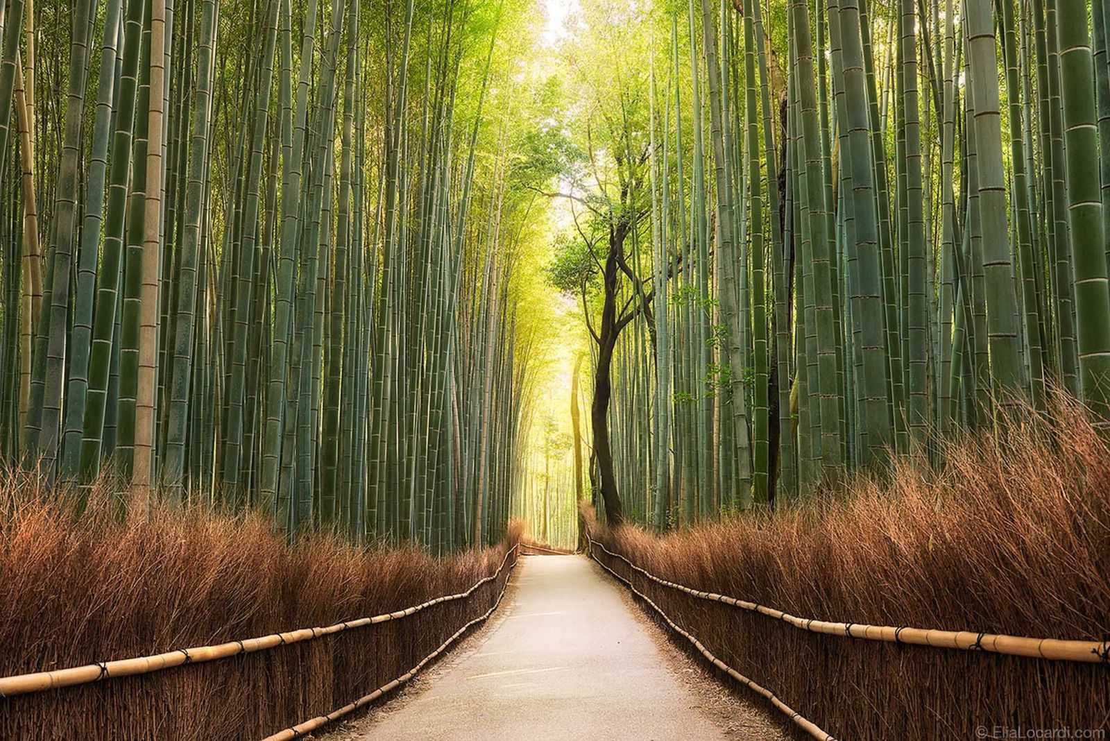 Бамбуковый лес Сагано Япония солнце