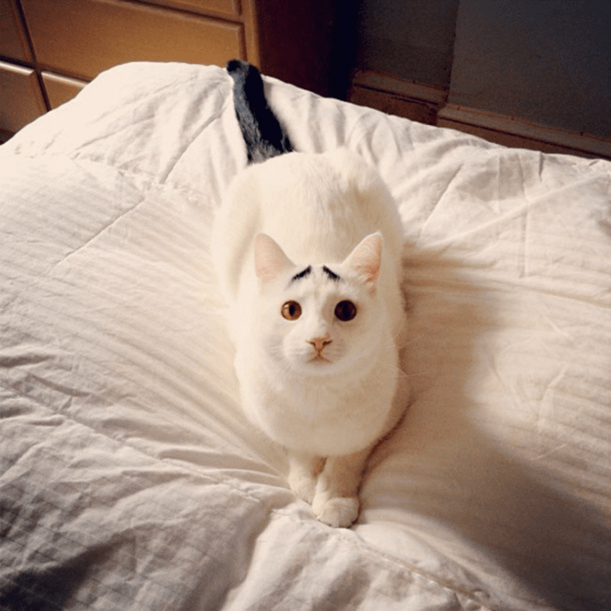 18 замечательных кошек с необычным oкpacом