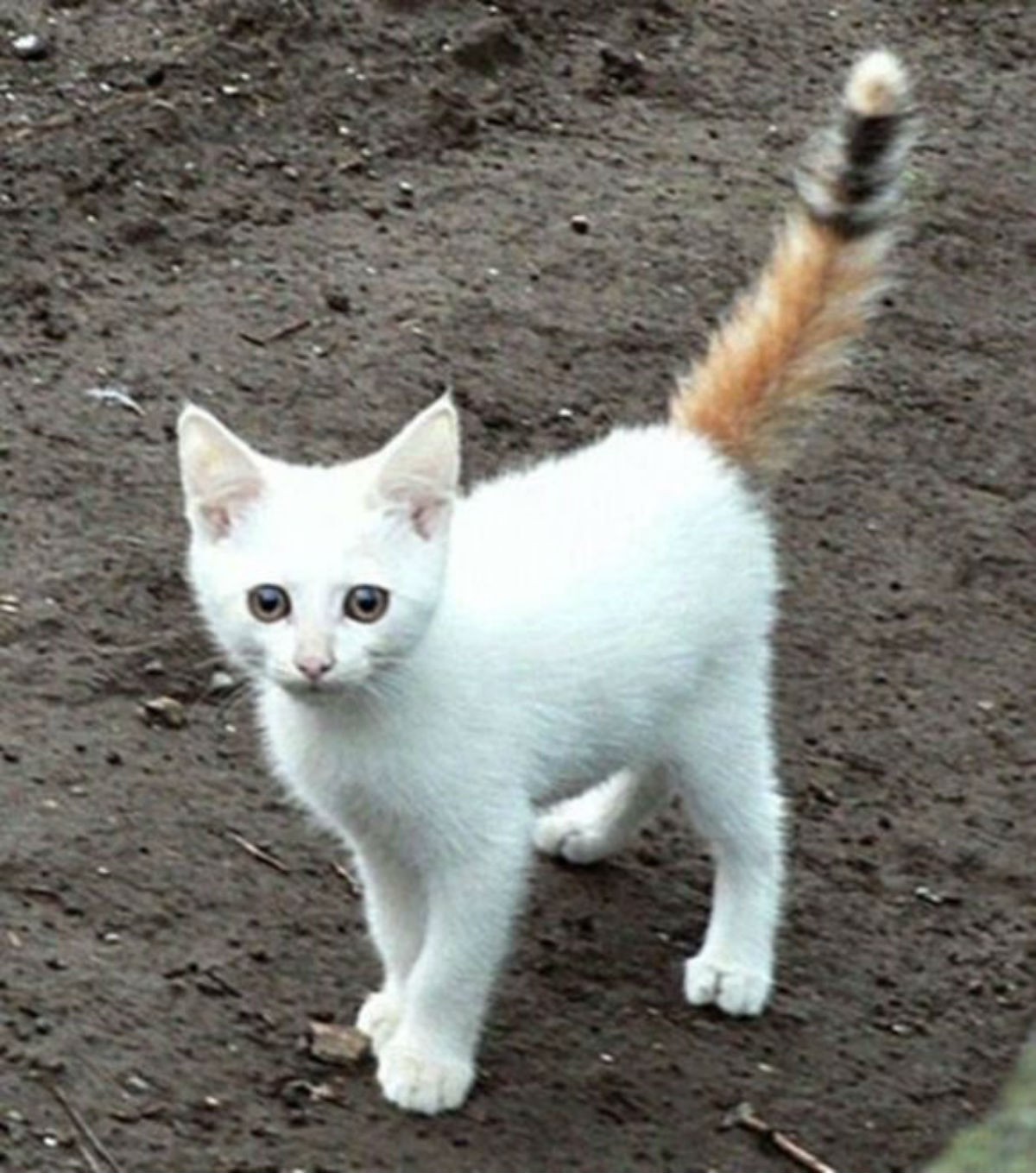 Белые коты с черным хвостом