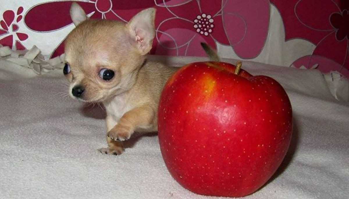 Туди очаровал весь интернет... Самая маленькая собачка в мире