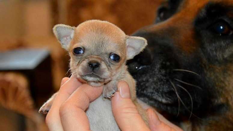 Туди очаровал весь интернет... Самая маленькая собачка в мире