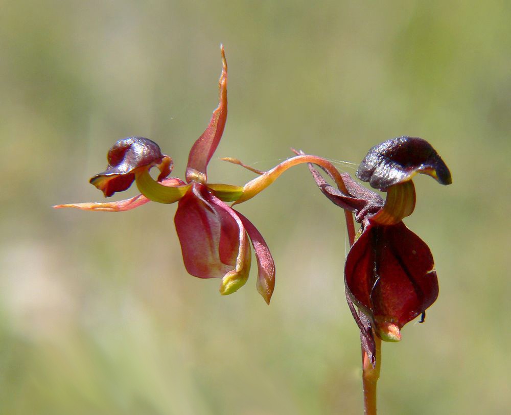 Похожа на растение. Орхидея Калания (Caleana Major). Орхидея «летящая уточка» (Caleana Major). Хары Бюль Бюль. Хары Бюль Бюль цветок.