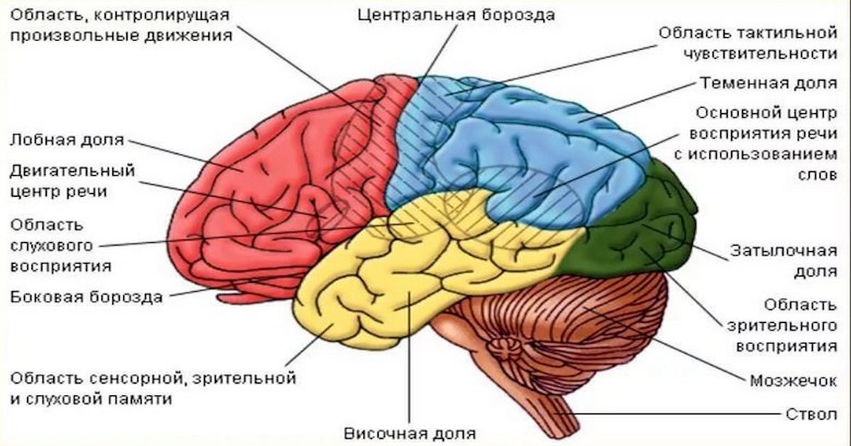 Специально для родителей: этапы развития мозга по возрастам